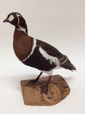 Lot 947 - Blonde Red Breasted Goose on naturalistic base, 39cm high x 35cm wide