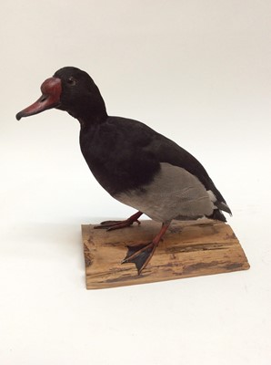 Lot 948 - Male Rosy - Billed Duck on naturalistic base, 31cm high x 35cm wide