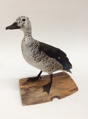 Lot 949 - Female Comb Duck on naturalistic base, 35cm high x 34cm wide