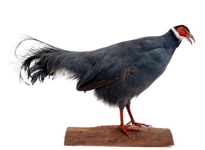 Lot 950 - Female Blue Eared Pheasant on naturalistic base, bearing label for Giles Sim Collection via B.Bennett, 41cm high x 64cm wide