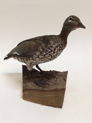 Lot 951 - Australian Maned Duck on naturalistic base, bearing label for Giles Sim Collection, 32cm high x 35cm wide