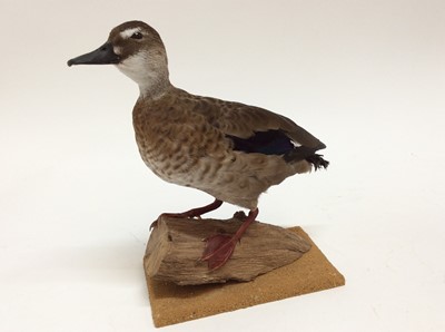 Lot 952 - Female Brazilian Teal mounted on branch on base, bearing label for Giles Sim Collection via A.W.F and Benny Bennett, 27cm high x 30cm wide