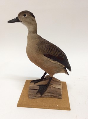 Lot 953 - Java Tree Duck mounted on a branch on base, 36cm high x 23cm wide