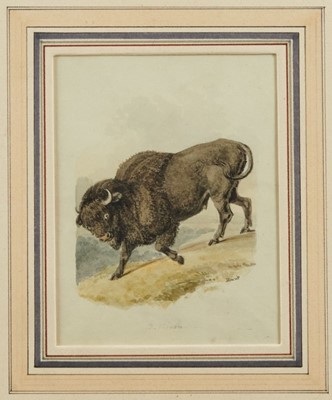 Lot 1294 - Samuel Howitt (1756-1822) watercolour - The American Bison, signed, 16.5cm x 13cm, in glazed gilt frame 
Provenance: Sabin Galleries Ltd. Cork Street