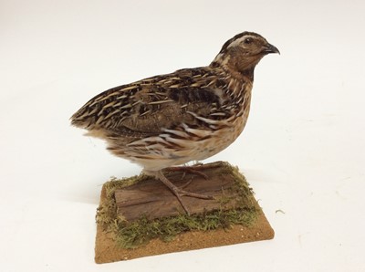 Lot 954 - Quail mounted on naturalistic base, 16cm high x 18cm wide