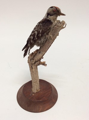 Lot 955 - Lesser Spotted Woodpecker mounted on branch on round base, bearing label for Giles Sim Collection via BTF Faversham, 20cm high