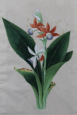 Lot 1218 - Group of four 19th century English School watercolours - Botanical Studies, in matching silk mounts and gilt frames, 40cm x 27cm