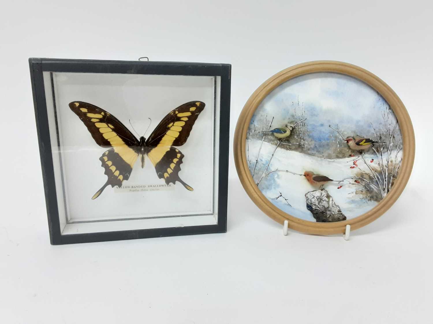 Lot 961 - H. E. Hervey, Edwardian watercolour miniature bird diorama depicting a Robin, Blue Tit and Goldfinch, signed and dated 1909, 18cm diameter, together with a mounted Yellow-Banded Swallowtail, in gla...