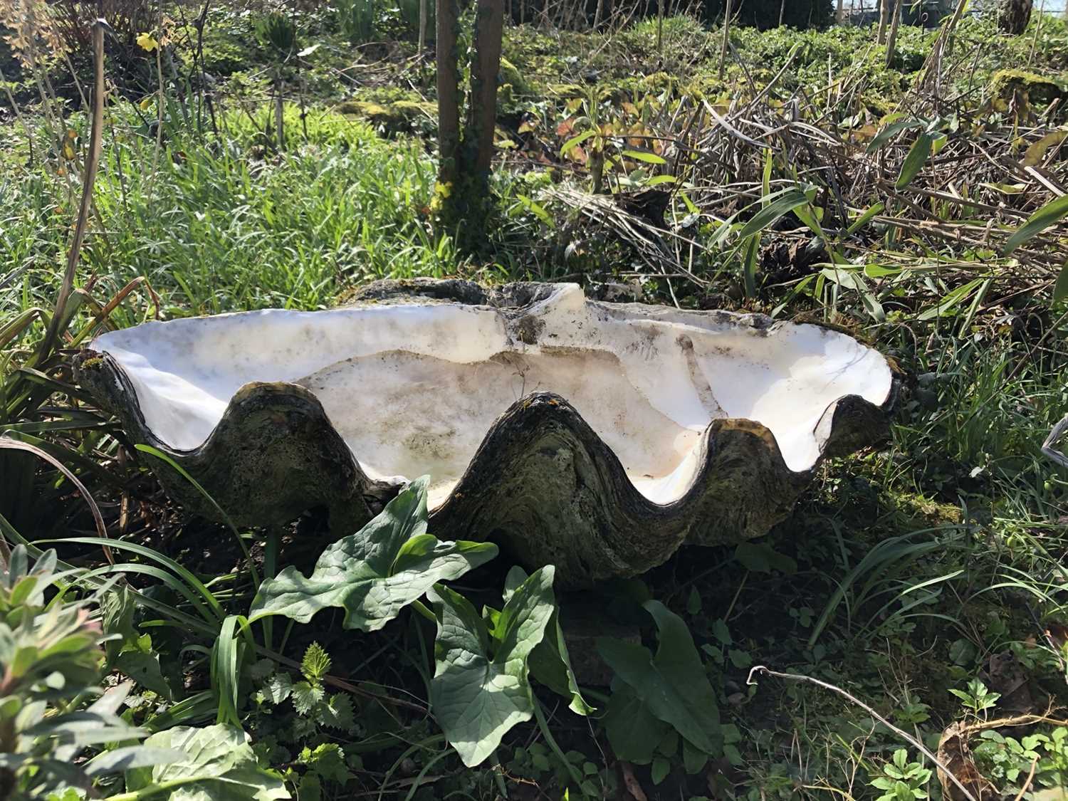 Lot 1871 - Fossilised giant clam shell, 85cm wide x 53cm deep