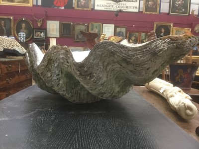 Lot 1871 - Fossilised giant clam shell, 85cm wide x 53cm deep