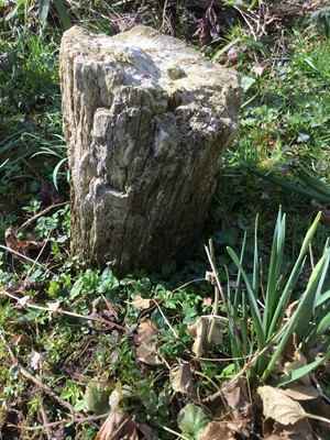 Lot 1872 - Fossilised tree trunk, approximately 36cm high