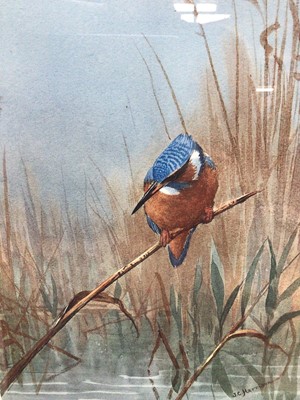 Lot 107 - John Cyril Harrison (1898-1985) etching - Kingfisher