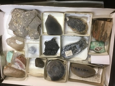 Lot 1846 - Fine and extensive collection of fossils and mineral specimens