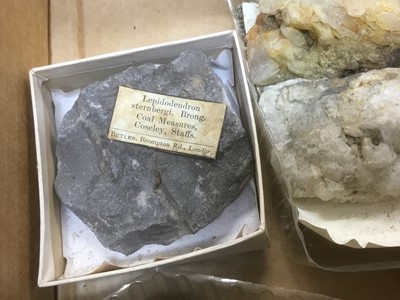 Lot 1846 - Fine and extensive collection of fossils and mineral specimens