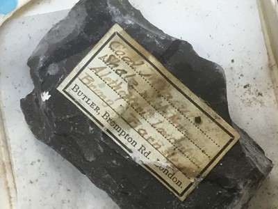 Lot 1846 - Fine and extensive collection of fossils and mineral specimens