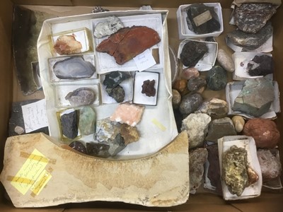 Lot 1846 - Fine and extensive collection of fossils and mineral specimens