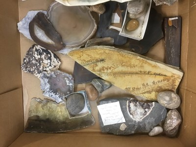 Lot 1846 - Fine and extensive collection of fossils and mineral specimens