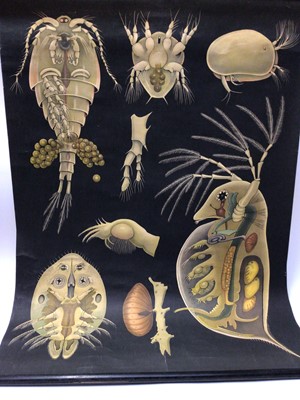 Lot 2208 - Vintage Microbiologists poster