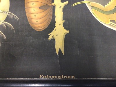 Lot 2208 - Vintage Microbiologists poster