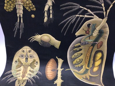 Lot 2208 - Vintage Microbiologists poster