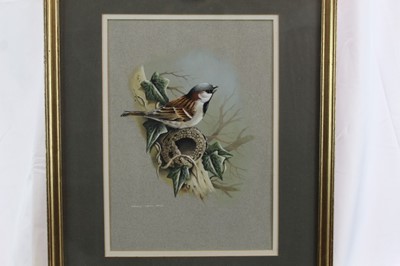 Lot 1095 - Terence Bond watercolour sparrow