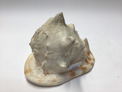 Lot 2218 - Two very large conch shells