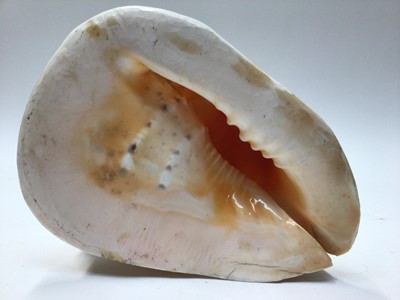 Lot 2218 - Two very large conch shells