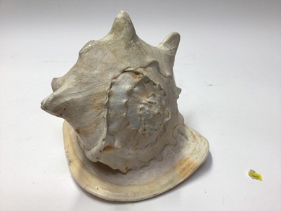 Lot 2218 - Two very large conch shells