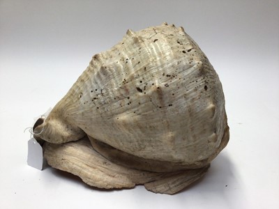 Lot 2218 - Two very large conch shells