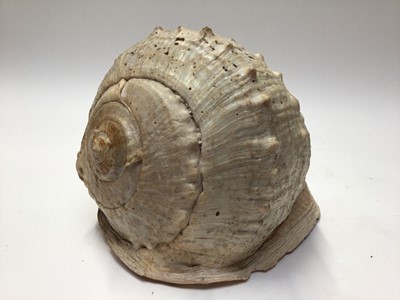 Lot 2218 - Two very large conch shells