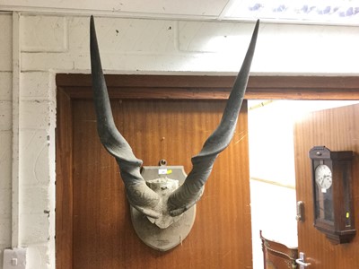Lot 385 - Pair impressive pair of Eland horns
