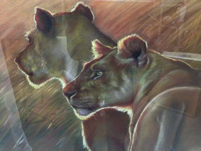 Lot 17 - Mark Blue, contemporary, pastel on paper - Two Lions, signed, 38cm x 55cm, in glazed frame