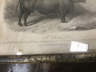 Lot 268 - Good decorative set of ten 19th century engravings of cattle, 15 x 20cm, in glazed silvered frames