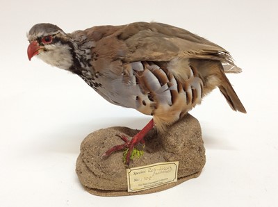 Lot 331 - Red-Legged Partridge on naturalistic base bearing label for Peter Farrington Collection, 18cm high