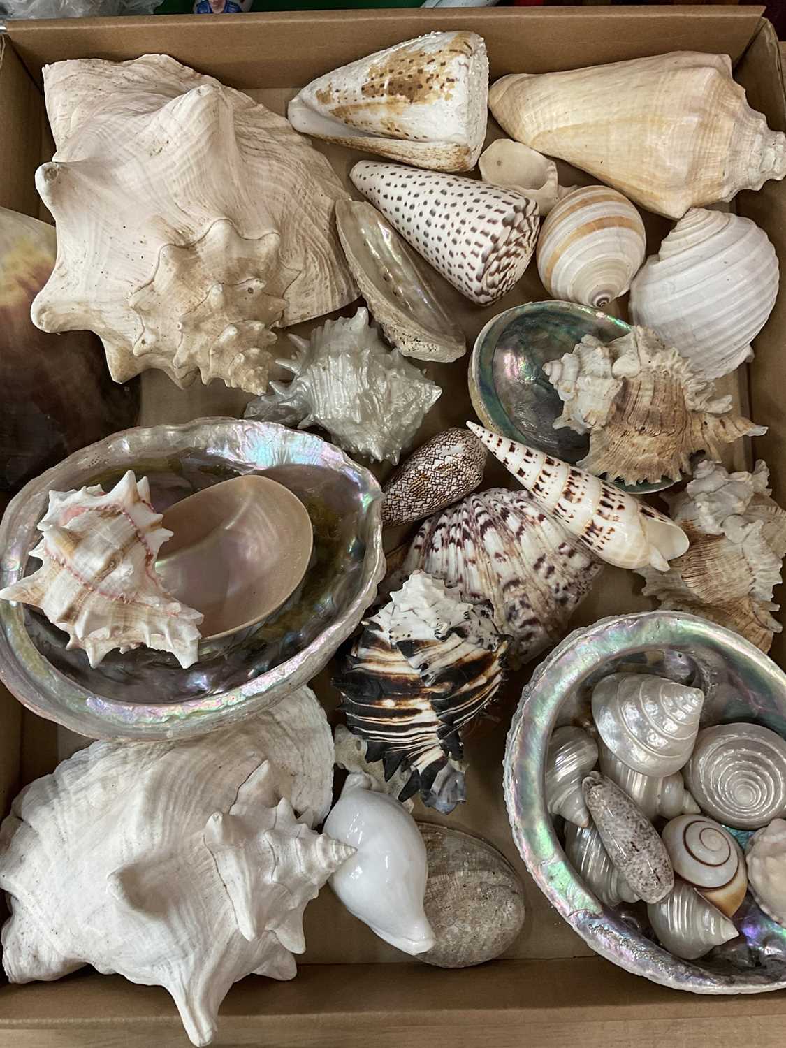 Conch Shell Set Lot 422 - Group of assorted conch and other shells