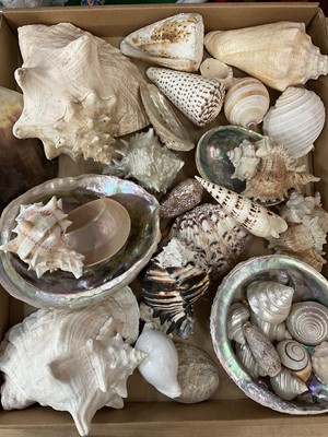 Lot 422 - Group of assorted conch and other shells