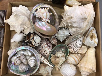 Lot 422 - Group of assorted conch and other shells