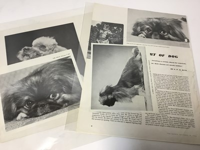 Lot 1511 - Pamela Chandler (1928-1993) good collection of portrait photographs of pedigree dogs and related material