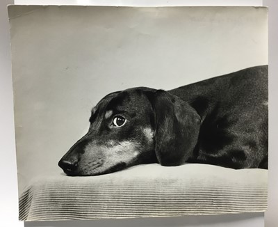 Lot 1511 - Pamela Chandler (1928-1993) good collection of portrait photographs of pedigree dogs and related material