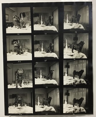 Lot 1512 - Pamela Chandler (1928-1993) Very large archive of photograph proofs and negatives of pedigree dog and cat subjects