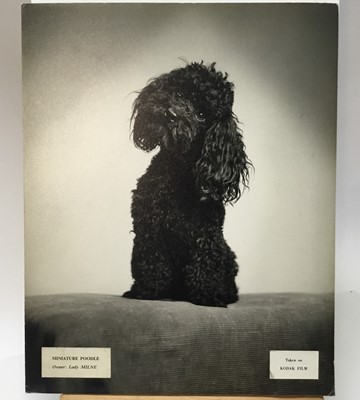 Lot 1514 - Vintage series of Pamela Chandler (1928-1993) exhibition photographs of pedigree Dogs
