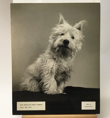 Lot 1514 - Vintage series of Pamela Chandler (1928-1993) exhibition photographs of pedigree Dogs