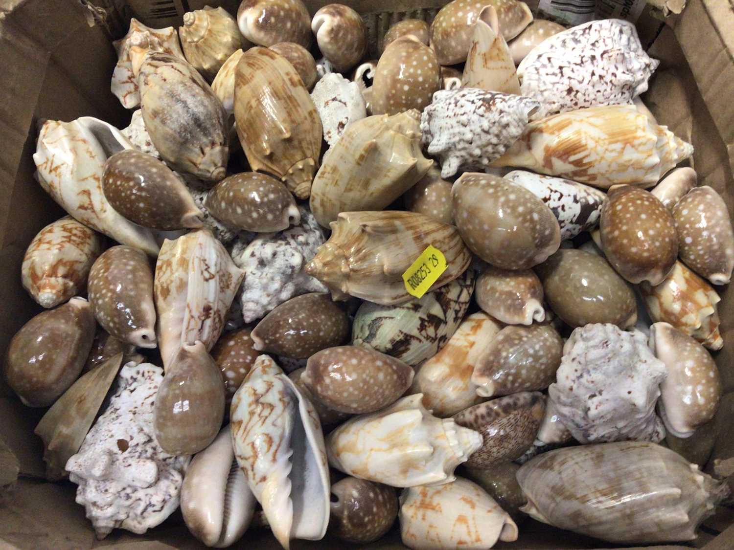 Lot 2220 - Large collection of over 100 exotic sea shells (approx 106)