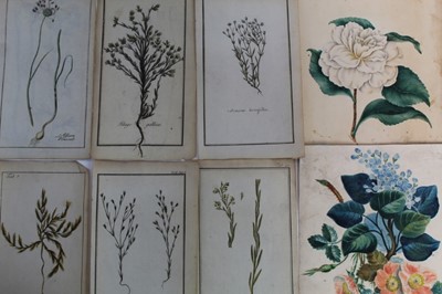 Lot 1264 - Group of mostly 19th century botanical watercolours, 18th century engravings of the same subject, all unframed - 36 in total