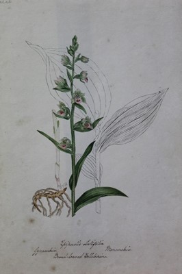 Lot 1261 - Good collection of eighteen 19th century English School pen, ink and watercolour botanical illustrations, each titled and numbered, unframed, 26cm x 19cm