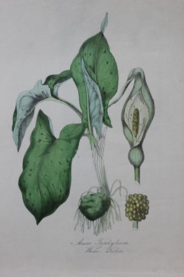 Lot 1292 - Collection of twenty-eight unframed 19th century botanical engravings and prints, some hand coloured, unframed