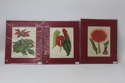 Lot 1293 - Group of late 19th century coloured botanical lithographs from 'The Garden' magazine, circa 1890, each mounted, smallest 39cm x 31cm, largest 51cm x 41cm