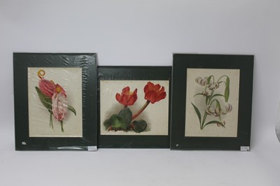 Lot 1293 - Group of late 19th century coloured botanical lithographs from 'The Garden' magazine, circa 1890, each mounted, smallest 39cm x 31cm, largest 51cm x 41cm