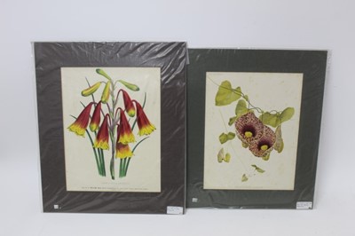 Lot 1293 - Group of late 19th century coloured botanical lithographs from 'The Garden' magazine, circa 1890, each mounted, smallest 39cm x 31cm, largest 51cm x 41cm