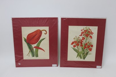 Lot 1293 - Group of late 19th century coloured botanical lithographs from 'The Garden' magazine, circa 1890, each mounted, smallest 39cm x 31cm, largest 51cm x 41cm